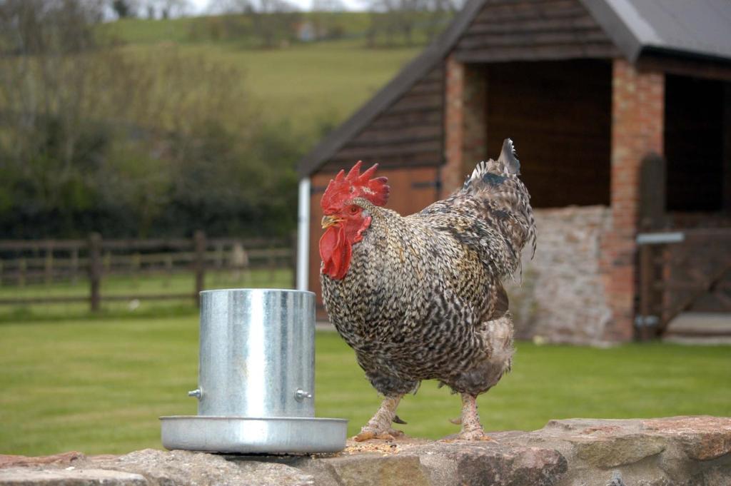 Bed and Breakfast School Farm Blagdon Habitación foto